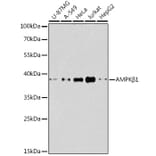 Western Blot - Anti-AMPK beta 1 Antibody (A92916) - Antibodies.com