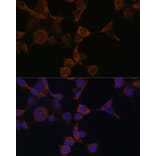 Immunofluorescence - Anti-AMPK beta 1 Antibody (A92916) - Antibodies.com