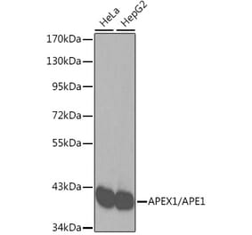 Western Blot - Anti-APE1 Antibody (A92917) - Antibodies.com