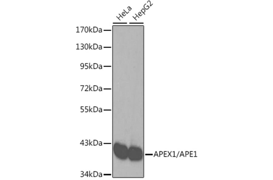 Western Blot - Anti-APE1 Antibody (A92917) - Antibodies.com