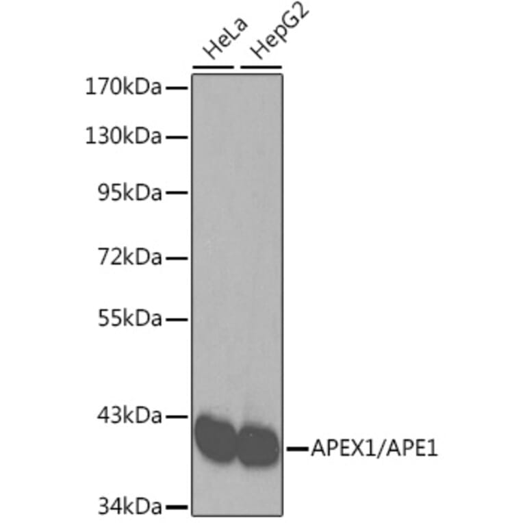 Western Blot - Anti-APE1 Antibody (A92917) - Antibodies.com