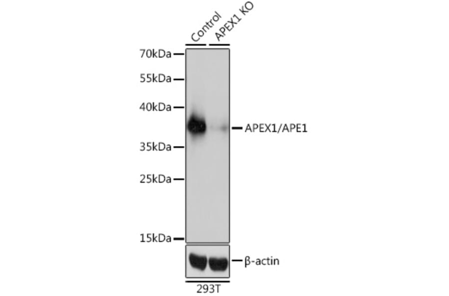 Western Blot - Anti-APE1 Antibody (A92917) - Antibodies.com