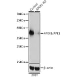 Western Blot - Anti-APE1 Antibody (A92917) - Antibodies.com