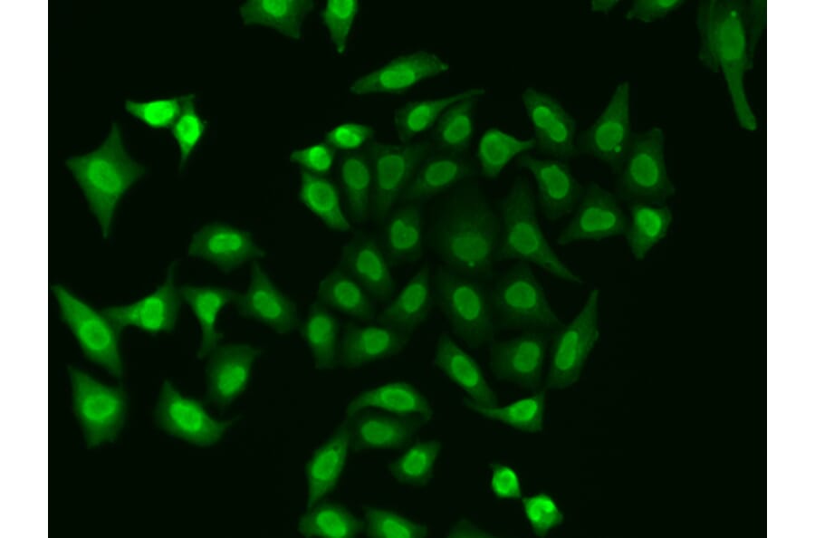 Immunofluorescence - Anti-APE1 Antibody (A92917) - Antibodies.com