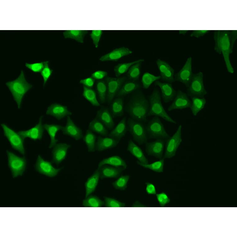 Immunofluorescence - Anti-APE1 Antibody (A92917) - Antibodies.com