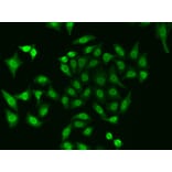 Immunofluorescence - Anti-APE1 Antibody (A92917) - Antibodies.com