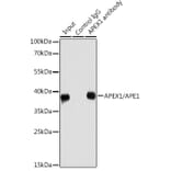 Western Blot - Anti-APE1 Antibody (A92917) - Antibodies.com