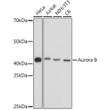 Western Blot - Anti-Aurora B Antibody (A92918) - Antibodies.com