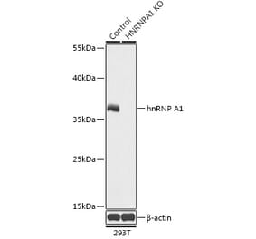 Western Blot - Anti-hnRNP A1 Antibody (A92919) - Antibodies.com