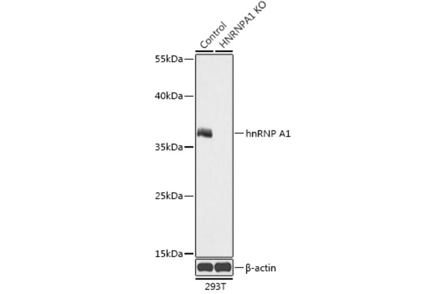 Western Blot - Anti-hnRNP A1 Antibody (A92919) - Antibodies.com