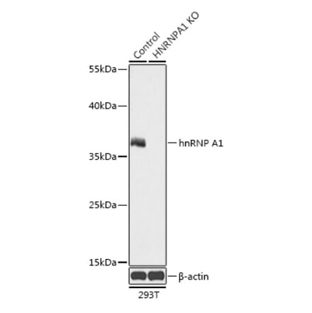 Western Blot - Anti-hnRNP A1 Antibody (A92919) - Antibodies.com