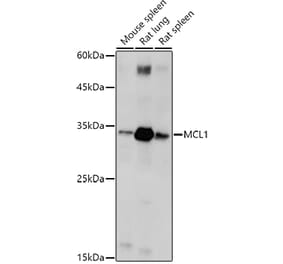 Western Blot - Anti-MCL1 Antibody (A92920) - Antibodies.com