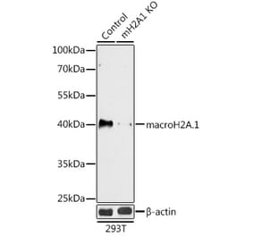 Western Blot - Anti-mH2A1 Antibody (A92921) - Antibodies.com