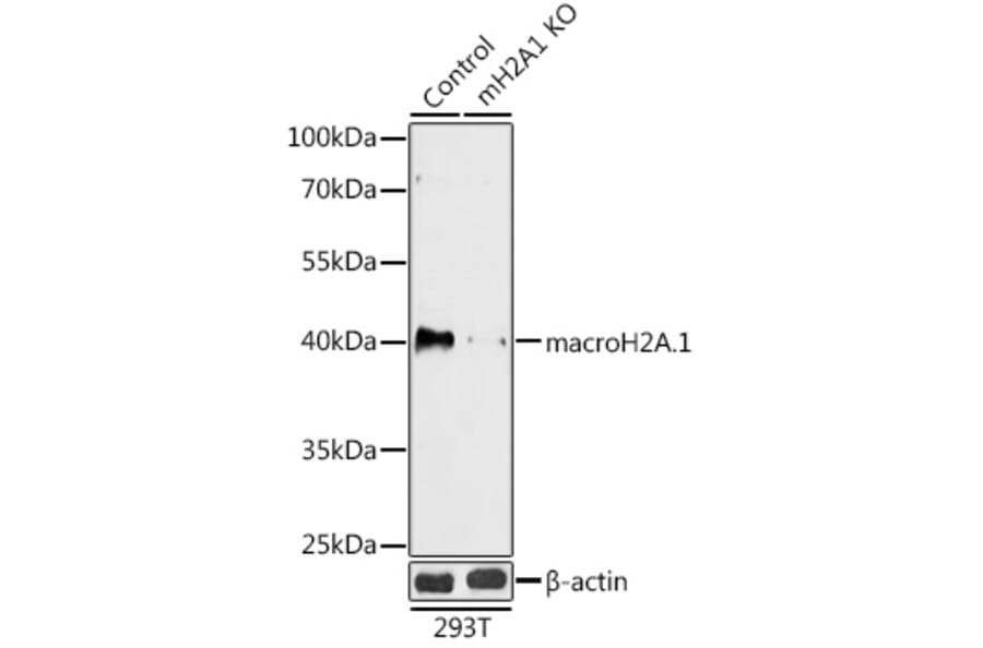 Western Blot - Anti-mH2A1 Antibody (A92921) - Antibodies.com