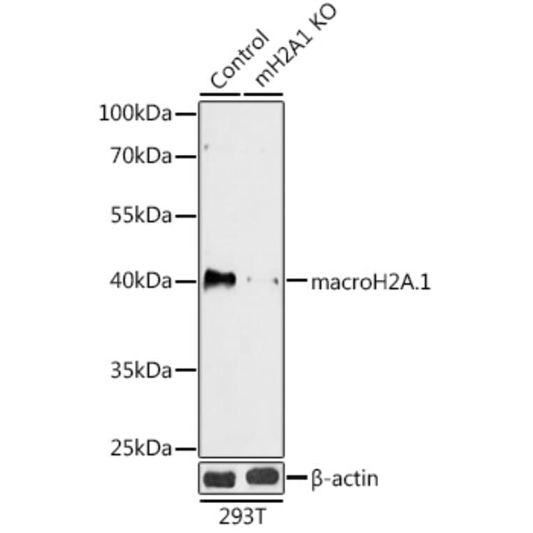 Western Blot - Anti-mH2A1 Antibody (A92921) - Antibodies.com