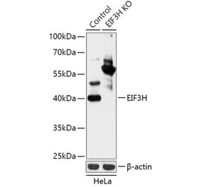 Western Blot - Anti-EIF3H Antibody (A92922) - Antibodies.com