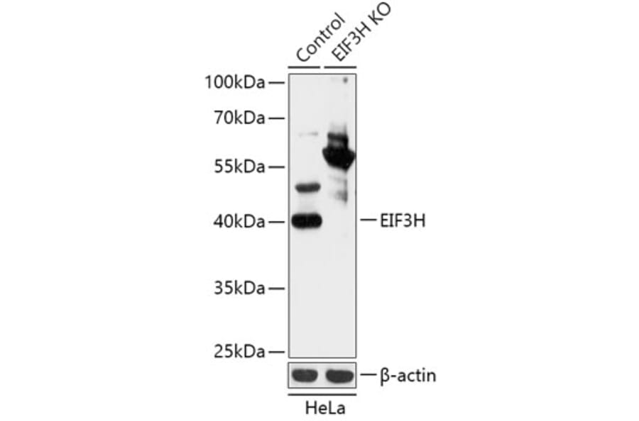 Western Blot - Anti-EIF3H Antibody (A92922) - Antibodies.com