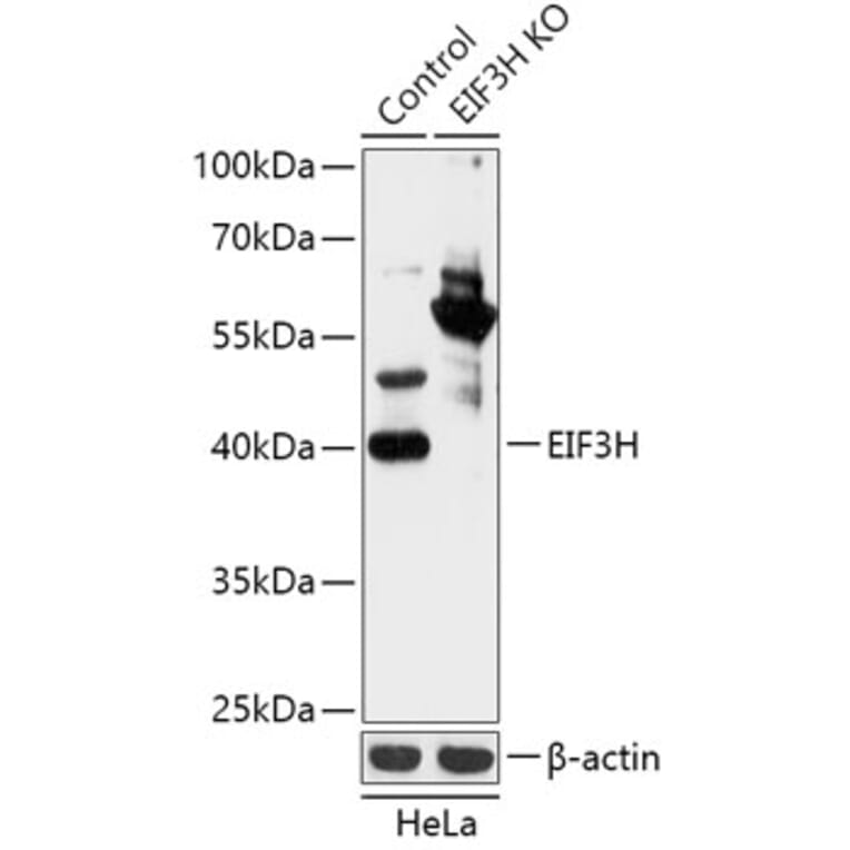 Western Blot - Anti-EIF3H Antibody (A92922) - Antibodies.com