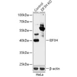 Western Blot - Anti-EIF3H Antibody (A92922) - Antibodies.com