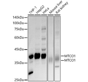 Western Blot - Anti-MTCO1 Antibody (A92923) - Antibodies.com