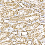 Immunohistochemistry - Anti-MTCO1 Antibody (A92923) - Antibodies.com