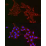 Immunofluorescence - Anti-MTCO1 Antibody (A92923) - Antibodies.com