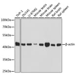 Western Blot - Anti-ACTB Antibody (AC037) - Antibodies.com