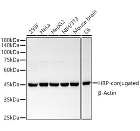 Western Blot - Anti-beta Actin Antibody [ARC5115-01] (HRP) (A92928) - Antibodies.com