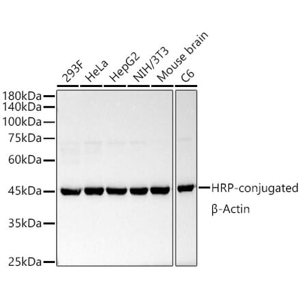 Western Blot - Anti-beta Actin Antibody [ARC5115-01] (HRP) (A92928) - Antibodies.com