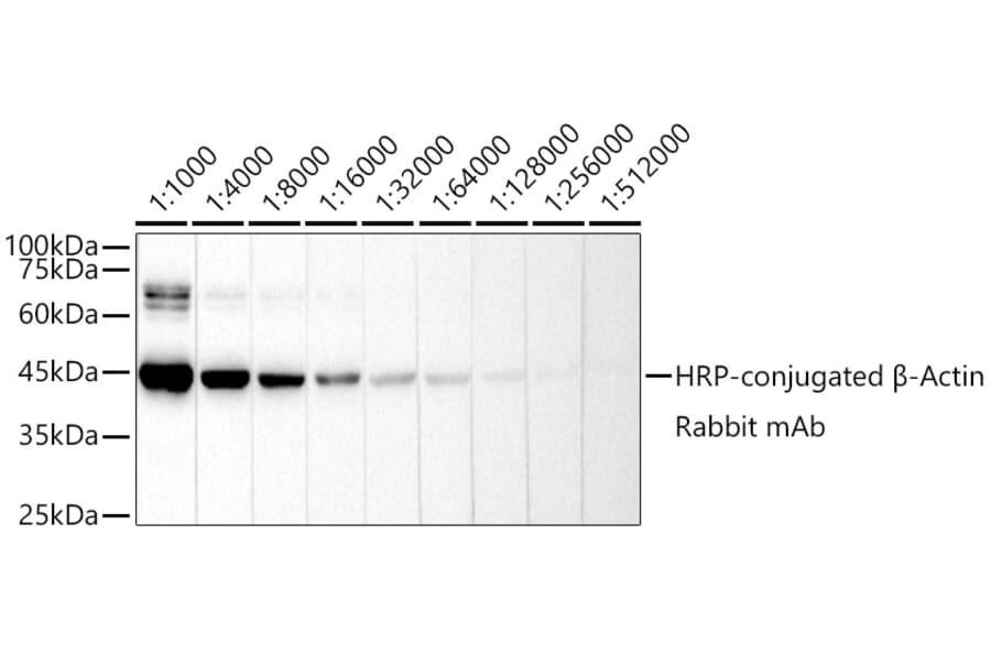 Western Blot - Anti-beta Actin Antibody [ARC5115-01] (HRP) (A92928) - Antibodies.com