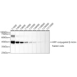 Western Blot - Anti-beta Actin Antibody [ARC5115-01] (HRP) (A92928) - Antibodies.com
