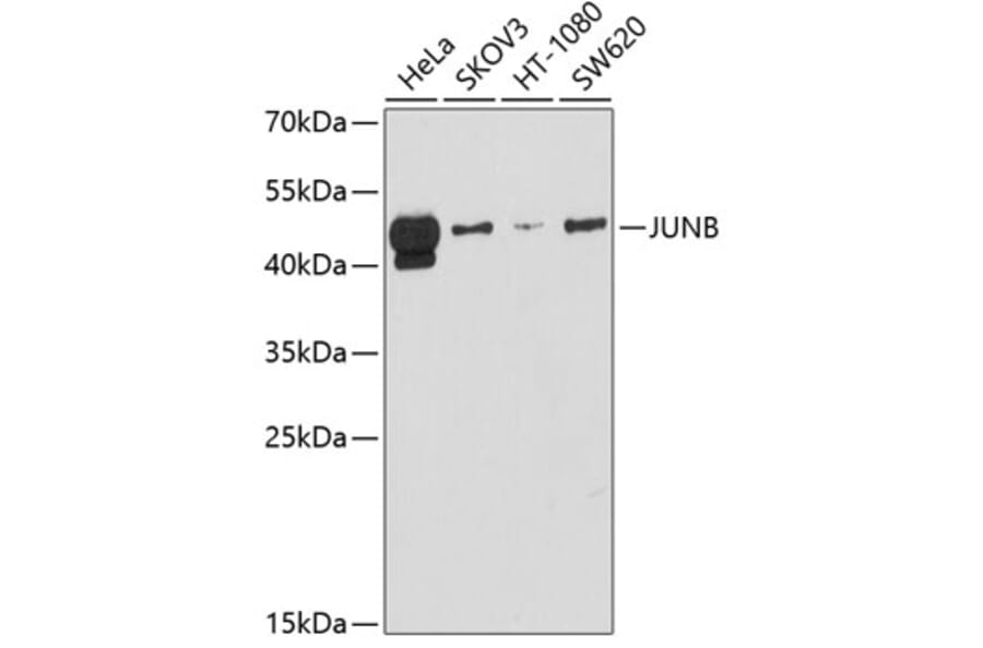 Western Blot - Anti-JUNB Antibody (A12979) - Antibodies.com