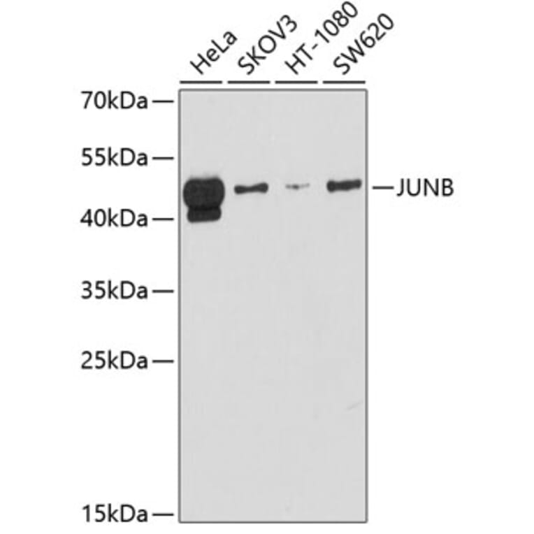 Western Blot - Anti-JUNB Antibody (A12979) - Antibodies.com