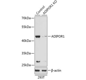 Western Blot - Anti-ADIPOR1 Antibody (A92932) - Antibodies.com
