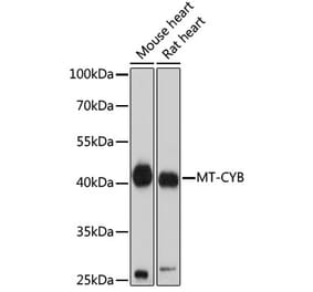 Western Blot - Anti-MT-CYB Antibody (A92936) - Antibodies.com
