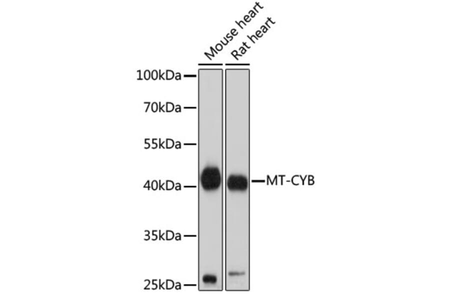 Western Blot - Anti-MT-CYB Antibody (A92936) - Antibodies.com