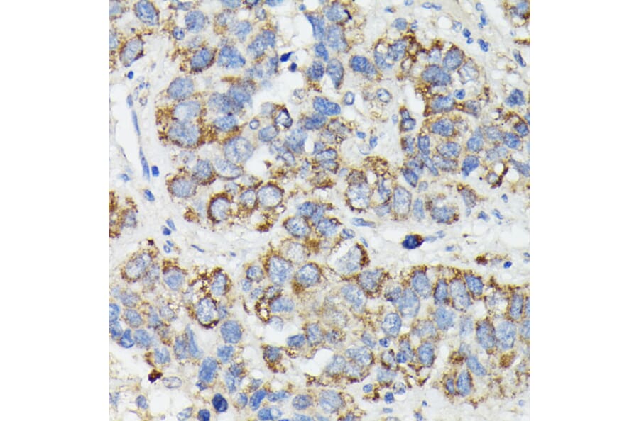 Immunohistochemistry - Anti-MT-CYB Antibody (A92936) - Antibodies.com