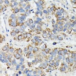 Immunohistochemistry - Anti-MT-CYB Antibody (A92936) - Antibodies.com