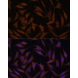 Immunofluorescence - Anti-MT-CYB Antibody (A92936) - Antibodies.com