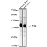 Western Blot - Anti-NADH2 [9E12-1B3] Antibody (A92937) - Antibodies.com
