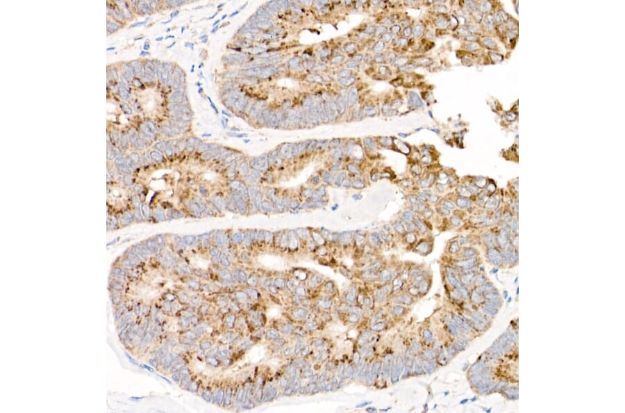 Immunohistochemistry - Anti-NADH2 [9E12-1B3] Antibody (A92937) - Antibodies.com