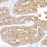 Immunohistochemistry - Anti-NADH2 [9E12-1B3] Antibody (A92937) - Antibodies.com