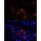 Immunofluorescence - Anti-NADH2 [9E12-1B3] Antibody (A92937) - Antibodies.com