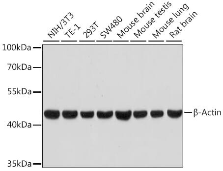 Western blot analysis of extracts of various cell lines, using Anti-ACTB Antibody (AC026) at 1:100000 dilution.
Secondary antibody: Goat Anti-Rabbit IgG (H+L) (HRP) (AS014) at 1:10,000 dilution.
Lysates / proteins: 25µg per lane.
Blocking buffer: 3% non-fat dry milk in TBST.
Detection: ECL Basic Kit (RM00020).
Exposure time: 30s.