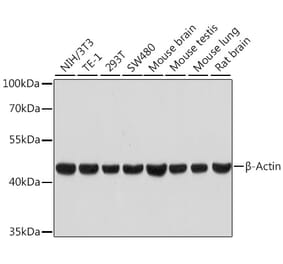 Western Blot - Anti-beta Actin Antibody [ARC5115-01] (A92938) - Antibodies.com