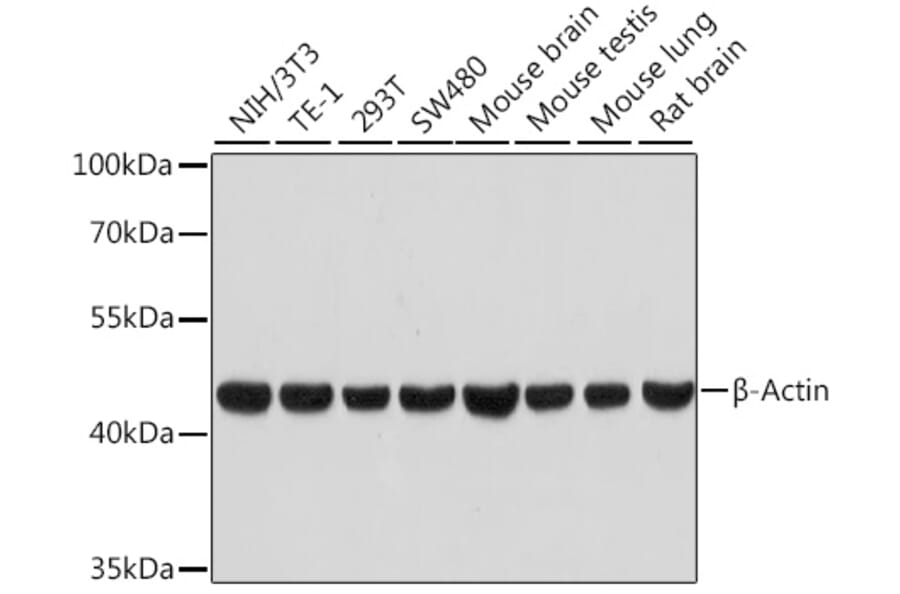 Anti-beta Actin Antibody [ARC5115-01] (A92938) | Antibodies.com