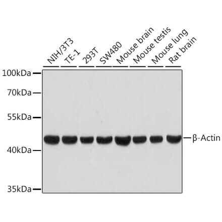 Western Blot - Anti-beta Actin Antibody [ARC5115-01] (A92938) - Antibodies.com
