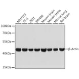 Western Blot - Anti-beta Actin Antibody [ARC5115-01] (A92938) - Antibodies.com