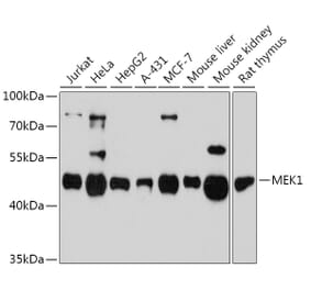 Western Blot - Anti-MEK1 Antibody (A92940) - Antibodies.com