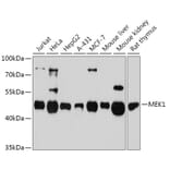 Western Blot - Anti-MEK1 Antibody (A92940) - Antibodies.com